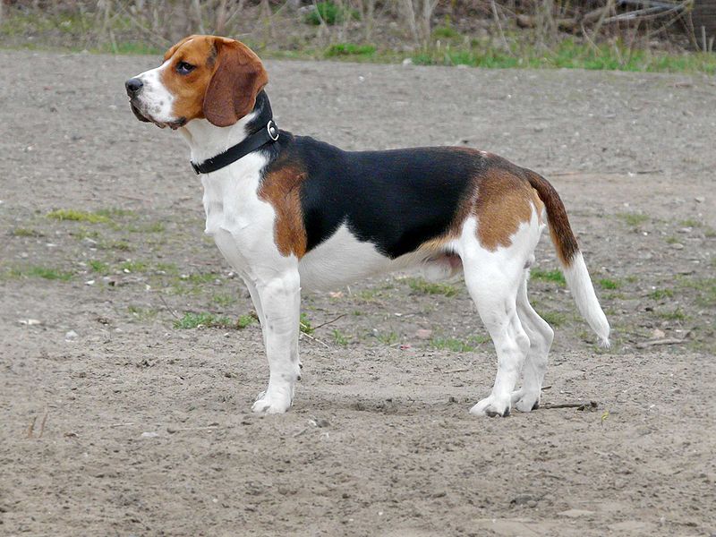 perro beagle