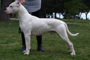 Dogo argentino