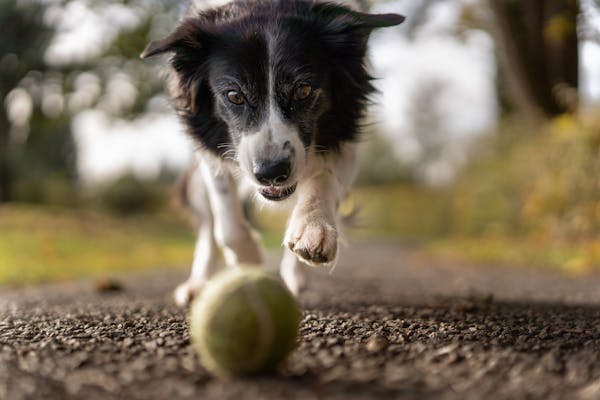 Cómo Adiestrar a Tu Cachorro