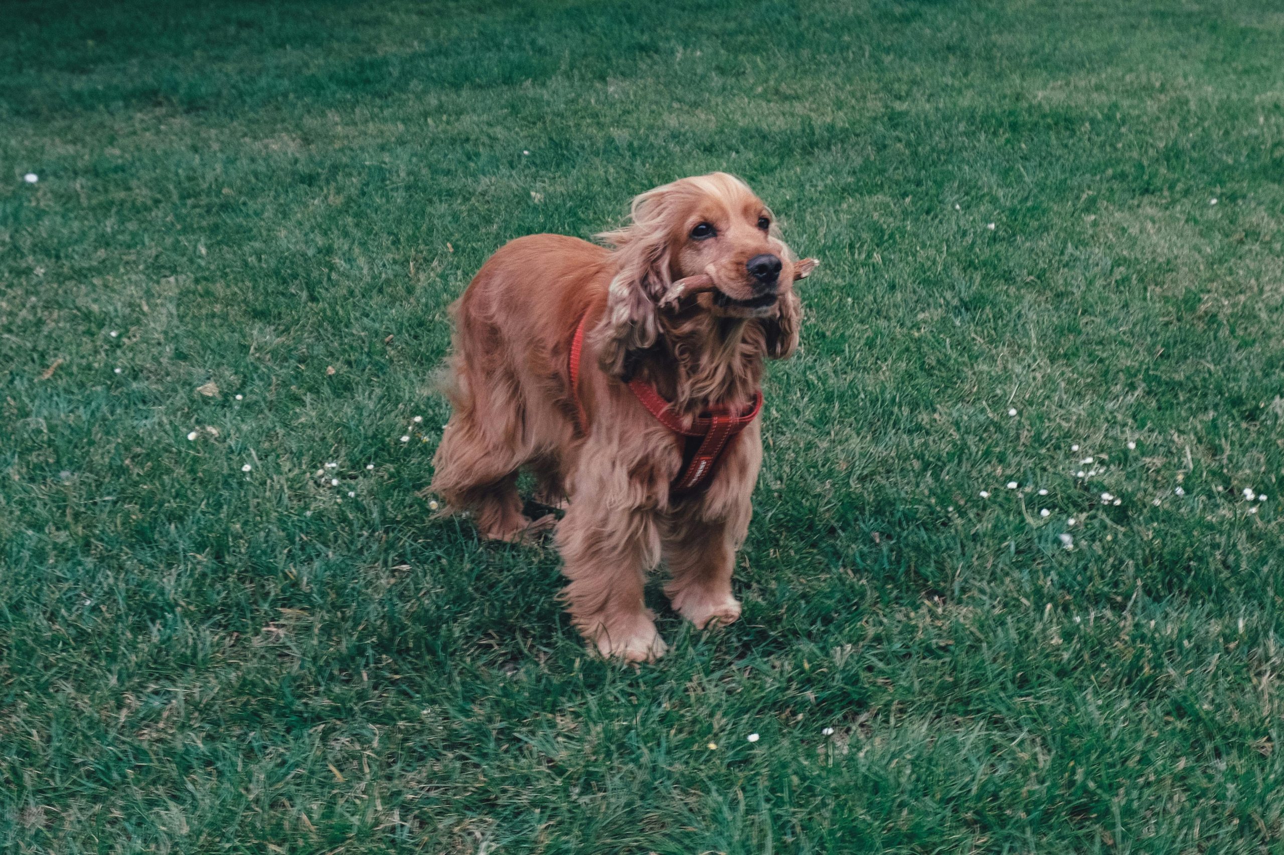 Raza perro cocker spaniel