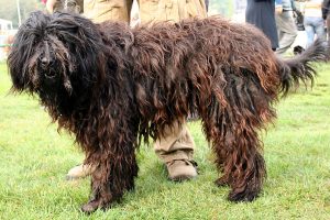 bergamasco