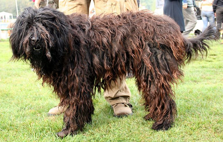 bergamasco