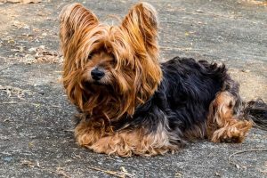 Raza Yorkshire Terrier