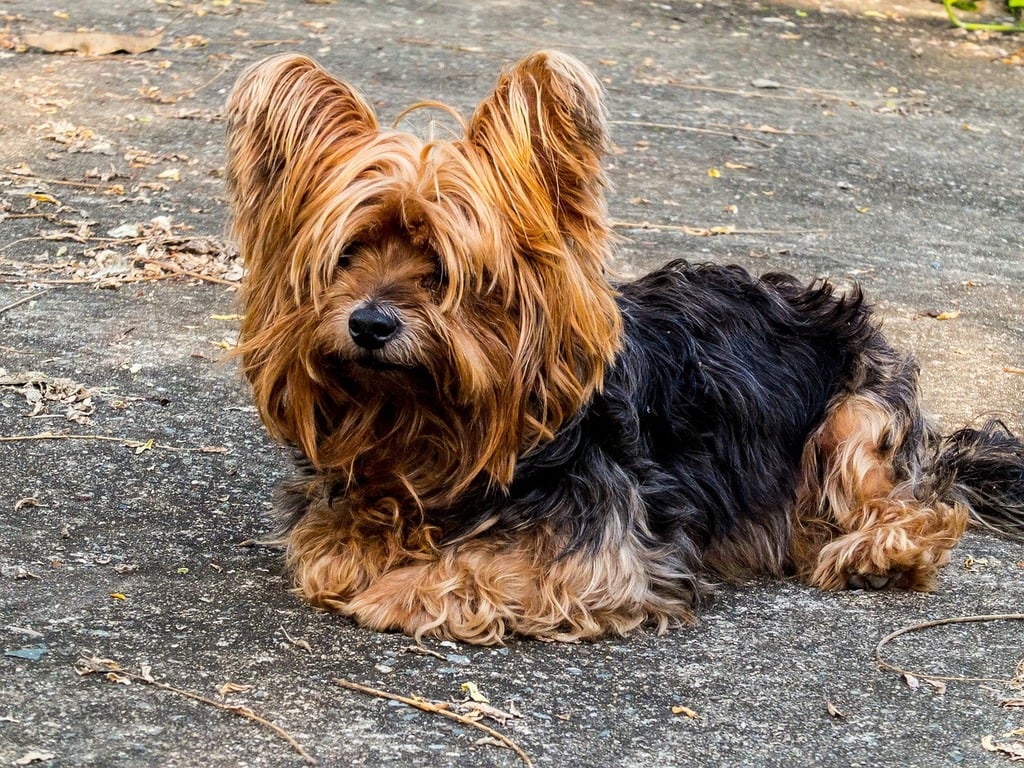 Raza Yorkshire Terrier