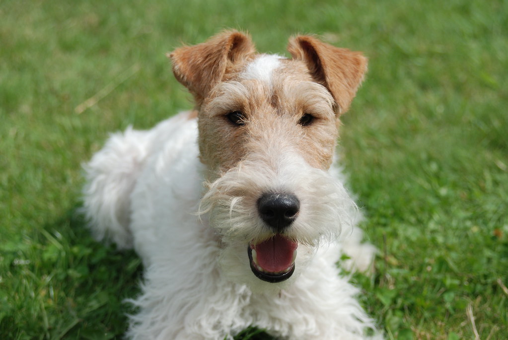 fox terrier