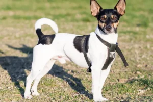 rat-terrier