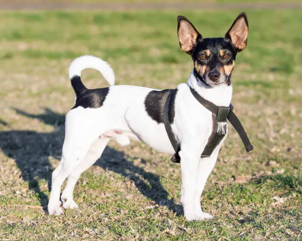 rat-terrier