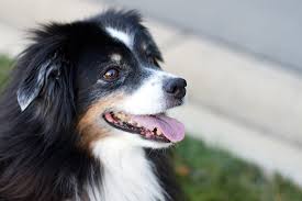 collie