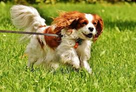 perro spaniel king cavalier
